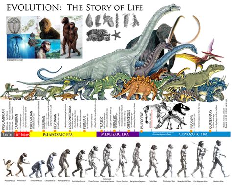 Zsite59: EVOLUTION: The Story of life │ The Prehistoric ...