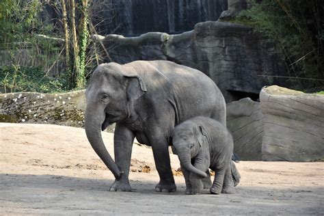 ZSL London Zoo: Animal Facts   London Pass Blog