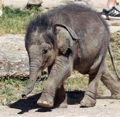 Zustand von Elefantenbaby in Leipziger Zoo weiter kritisch   WELT